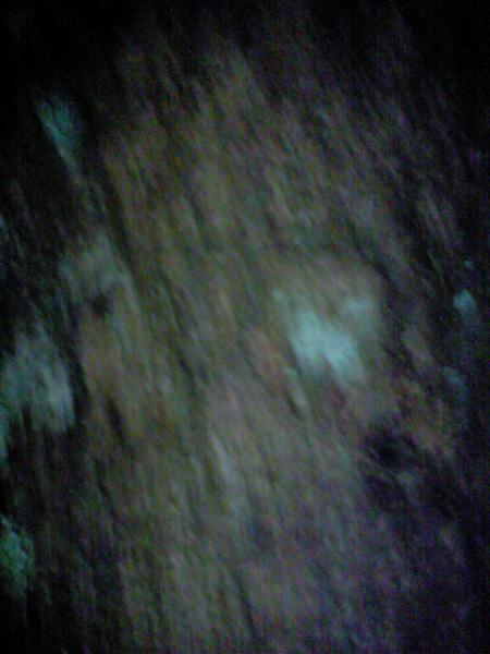 Mon arbre